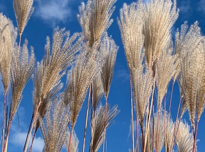 Apartament Majellon Grand *